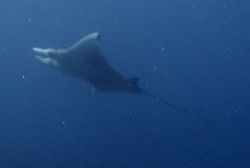 Manta Ray in the Turks & Caicos. by Sheryl Checkman 